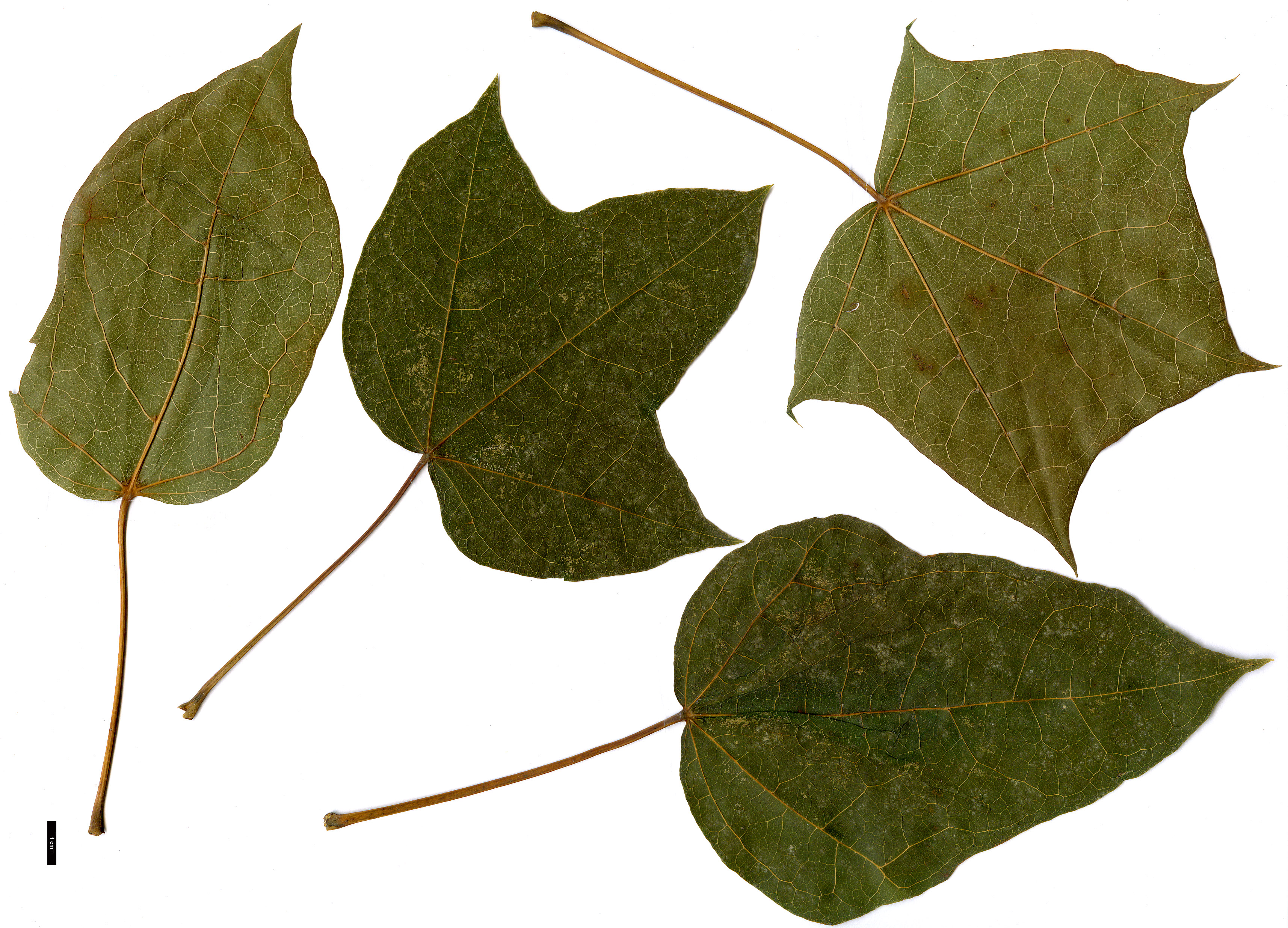High resolution image: Family: Sapindaceae - Genus: Acer - Taxon: ×dieckii (A.cappadocicum × A.platanoides)
